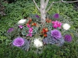 gallery/ornamental kale2