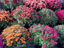 gallery/chrysanthemums