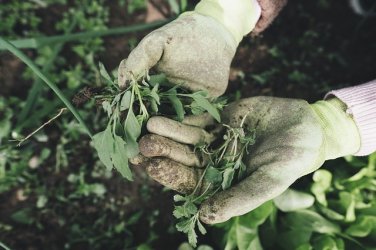 gallery/gardening-2518377_640